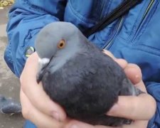Митники затримали голуба з рюкзаком: фото