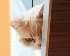 У Сердитого кота з'явилася суперниця - Похмура кішка Коюкі (фото)