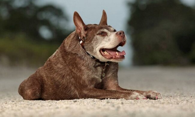 Квазимодо – самая уродливая собака в мире (фото)