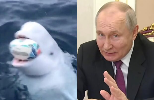 Володимир Путін і білуга, кадри з відео