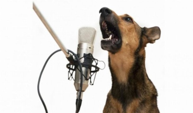 Собака заспівав під акомпанемент клаксону і став зіркою "ВКонтакте"