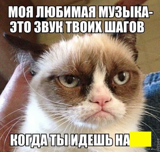 В Сети вспоминают лучшие мемы с Grumpy Cat