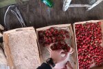 Клубника, скриншот: Youtube