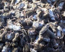 Донбас атакують зграї гігантських мишей
