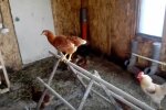 Курки, скріншот: YouTube