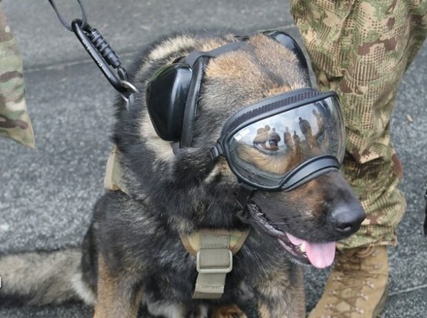 Пес спасает жизнь украинским воинам, фото из свободных источников