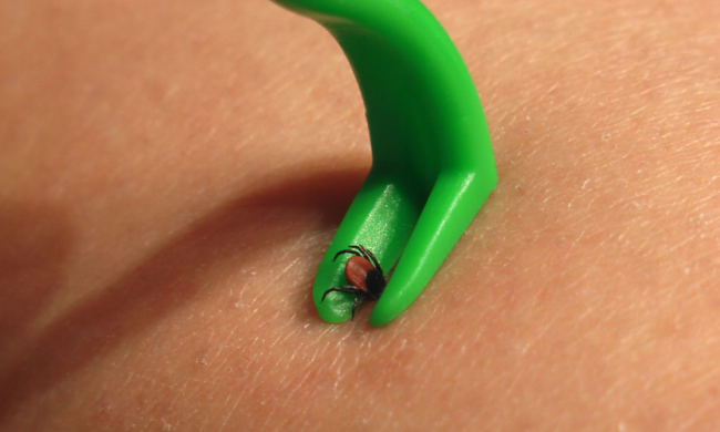 Кліщ, зображення з вільних джерел