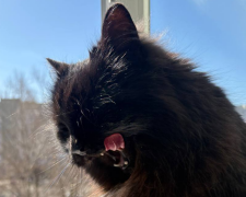 Котик, фото: Знай.ua