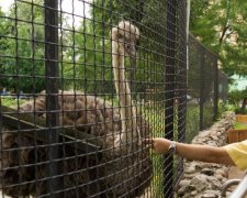 Смешно до слез: сеть взорвало видео с голодным страусом и наглым малышом