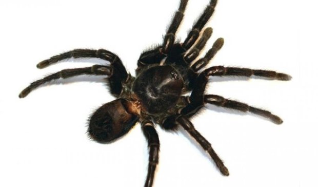 Новий вид павуків назвали іменем Маркеса