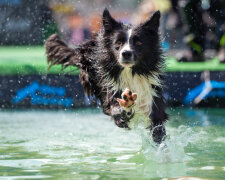 собака, фото Gettyimages