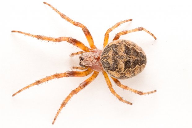 Ядовитые пауки активно распространяются по всему миру: человечество в опасности