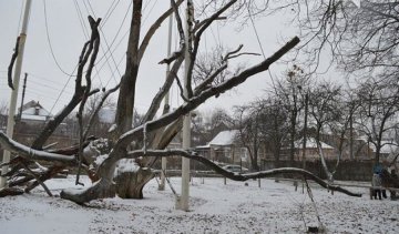 Запорожці рятують 700-річний дуб (фото)
