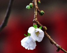 Біля православної церкви Мукачевого зацвіла сакура (фото)