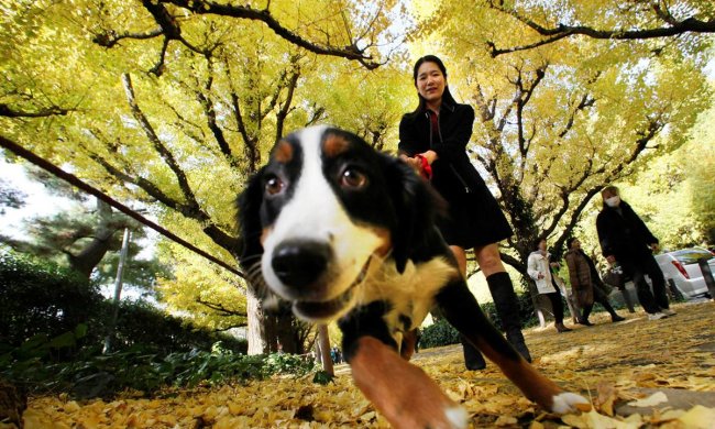 Собаки здатні продовжити життя людині: вчені розповіли як