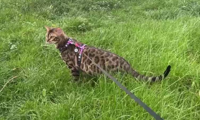Котик на прогулянці, фото: Знай.ua