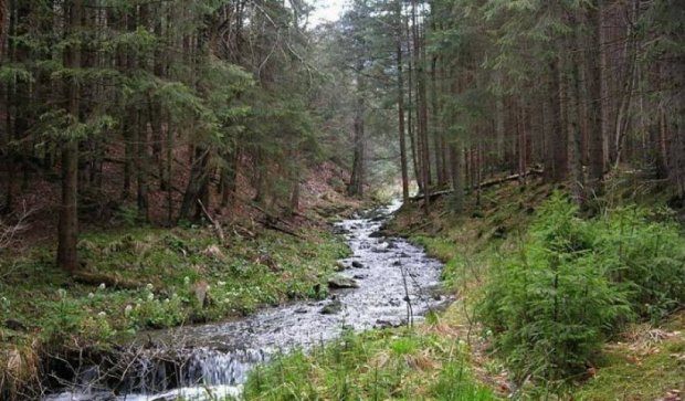 Яценюка просят позволить вырубку высокогорных лесов