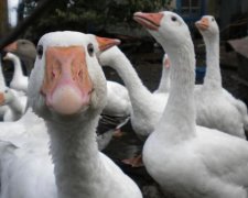 Микита Гусятник 10 червня: чого категорично не можна робити