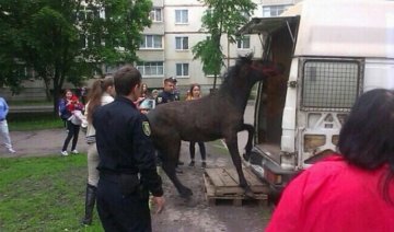 Патрульные Харькова героически спасли коня