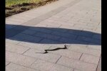 Скрін, відео Facebook