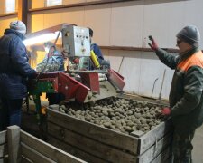 Цены на картофель в Украине и Эстонии: сколько стоит "второй хлеб" дома и за рубежом
