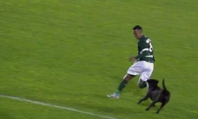 Як бразильський футболіст від чотирилапого "уболівальника" рятувався (відео)