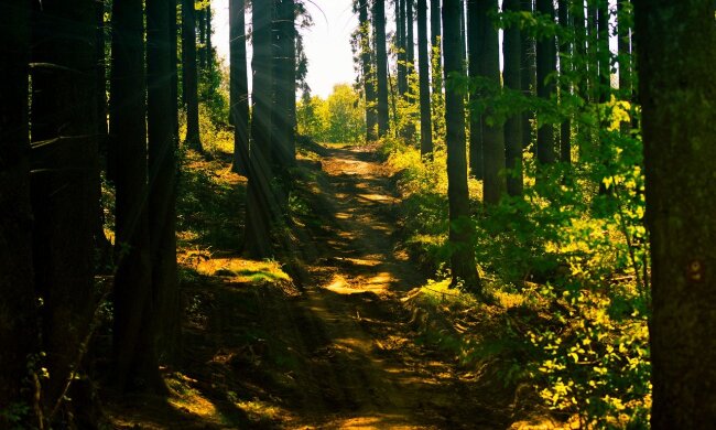 Лес, природа, прогулки, иллюстративное фото: pixabay.com