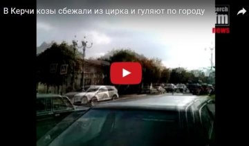 По Керчі розгулюють кози з собаками