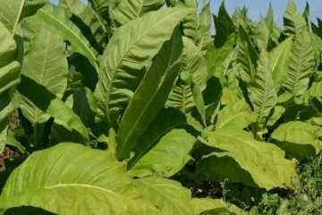 У тютюні знайшли  ліки від раку