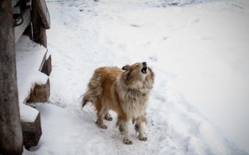 Погода в Україні: синоптики зізналися, коли чекати на весну