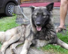 Харьковчанин за бутылку отправил своего пса на смерть