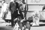 Производитель кормов Royal Canin: Польша vs Франция или развенчание одного мифа