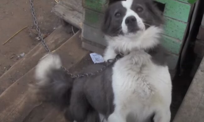 Скрін, відео YouTube