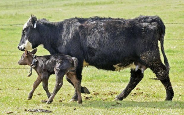 Американский фермер показал шестиногого теленка