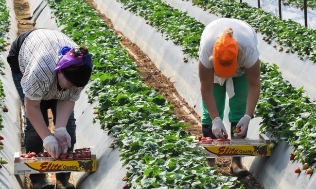 Українцям у Польщі більше не світять заробітки: під прицілом мільйони земляків