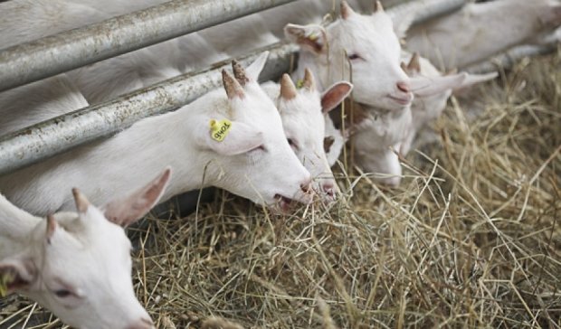 Під час пожежі в Одеській області загинули три кози