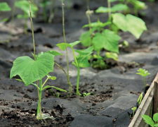 Посадка огірків, зображення з вільних джерел
