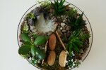 Денежное дерево, фото: Pixabay