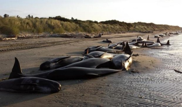 Зоозащитники назвали причины массового самоубийства китов