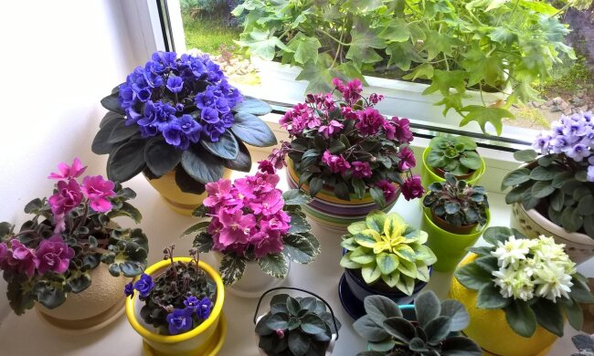 Квіти на підвіконні, фото з вільних джерел