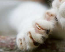 У Нью-Йорку хочуть заборонити стригти котам кігті