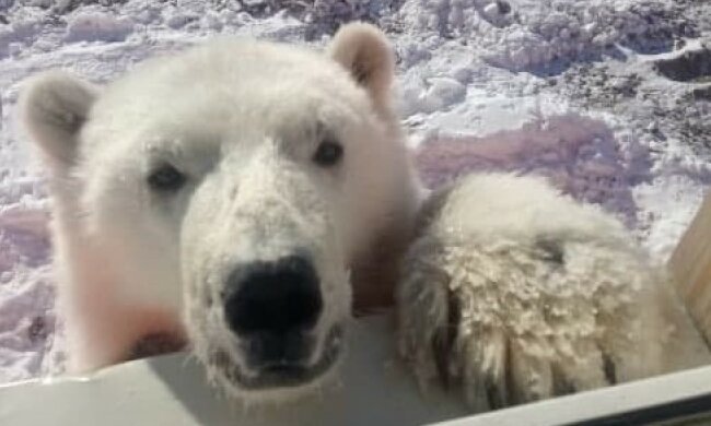 Ведмедиця Селфі, фото: LIFE SHOT