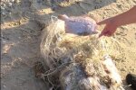 незаконний вилов риби