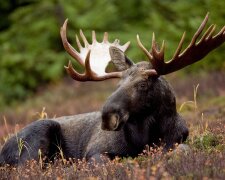 У Києві розгулював лось, фото з мережі