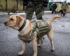 Не каждый коп сможет: особенный помощник разоблачил преступников за считанные минуты