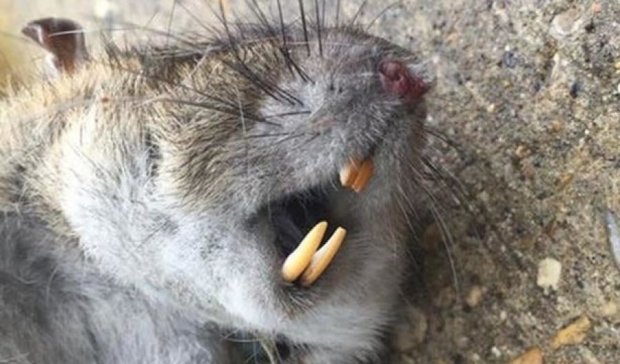 В Британии поймали гигантскую крысу-убийцу (фото)