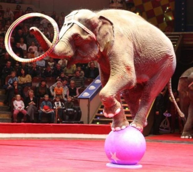 Захисники тварин в США дісталися до цирків
