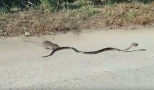 Сеть взорвало видео спасения крысеныша от змеи