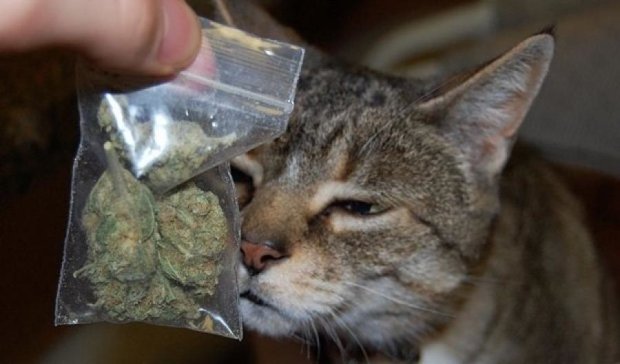 Домашний кот принес хазяину пакет с марихуанной