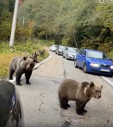 Компания медведей, скриншот: Instagram